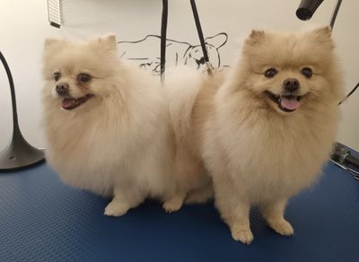Dva krémoví pomeraniani po úpravě
