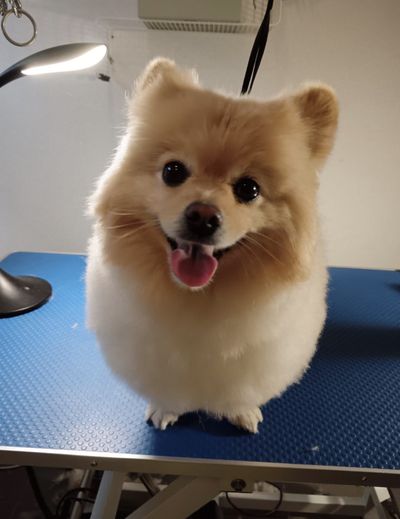 Pomeranian po úpravě