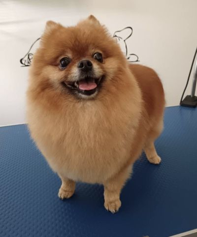 Rezavý pomeranian po úpravě