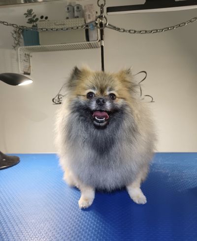 Pomeranian s tmavším kožíškem po úpravě